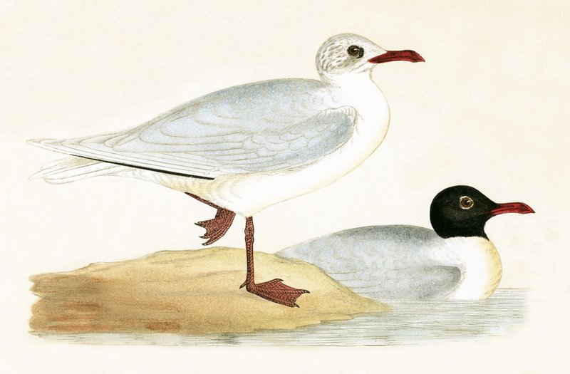 Gaivota de cabeça negra do Mediterrâneo, ilustração de &39;Uma história das aves da Europa não observada nas ilhas britânicas&39; por Charles Robert Bree (1811-1886), publicado em 1867 (cor litho) de English School