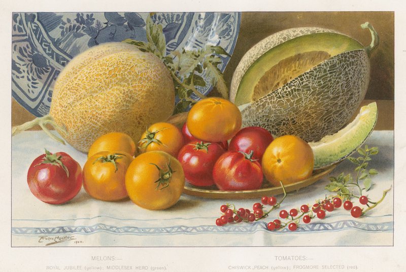 Melão e tomate de English School
