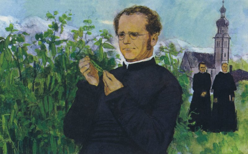 Mendel estudando no mosteiro de English School