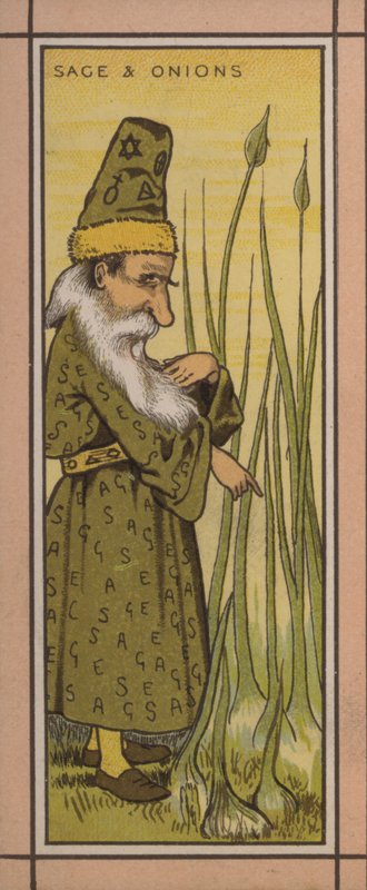 Ilustração do menu: Sábio e cebola (cor litho) de English School