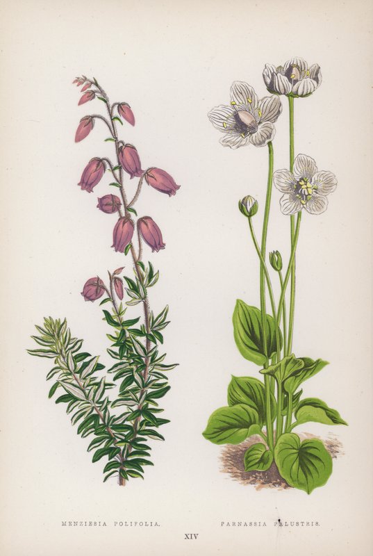 Menziesia Polifolia; Parnassia Palustris (cor litho) de English School