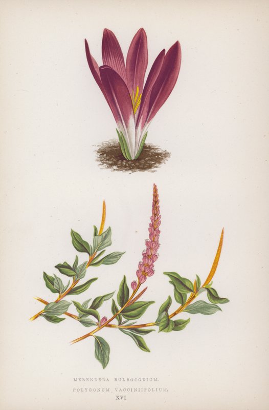 Merendera Bulbocodium; Polygonum Vaccinifolium (litografia colorida) de English School