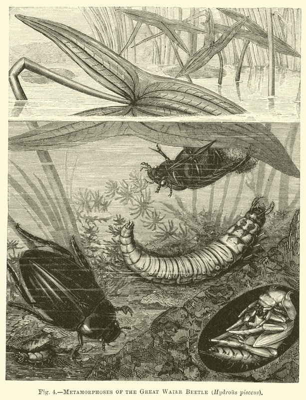 Metamorphoses do grande besouro de água, pisceus Hydrous de English School