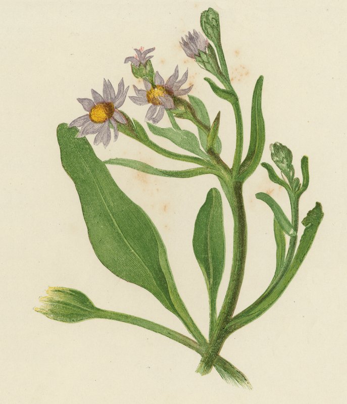 Michaelmas Daisy, Aster Tripolium (cor litho) de English School