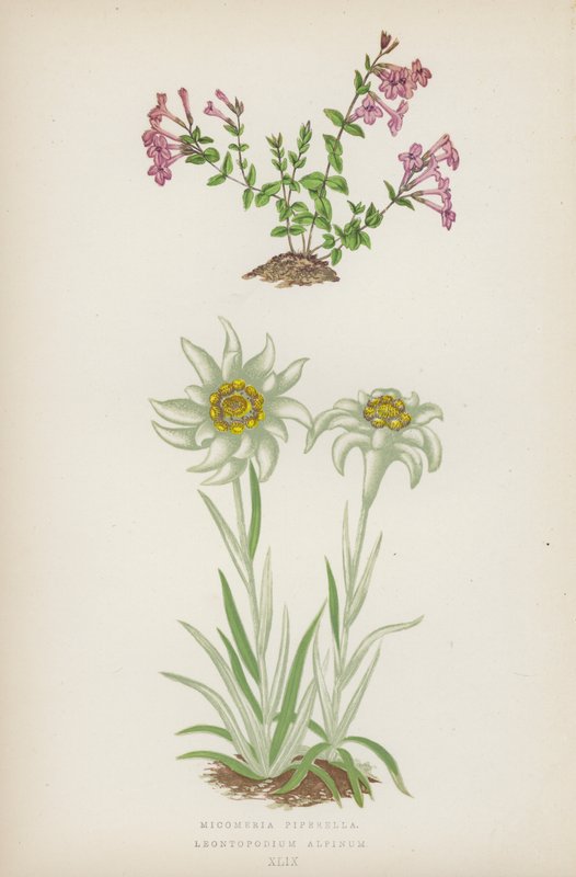 Micomeria Piperella; Leontopodium Alpinum (litografia a cores) de English School