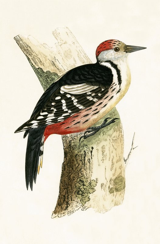 Pica-pau-malhado, ilustração de "Uma História das Aves da Europa Não Observadas nas Ilhas Britânicas", de Charles Robert Bree (1811-1886), publicado em 1867 de English School