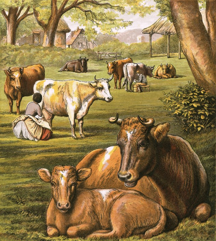 Vacas leiteiras de English School