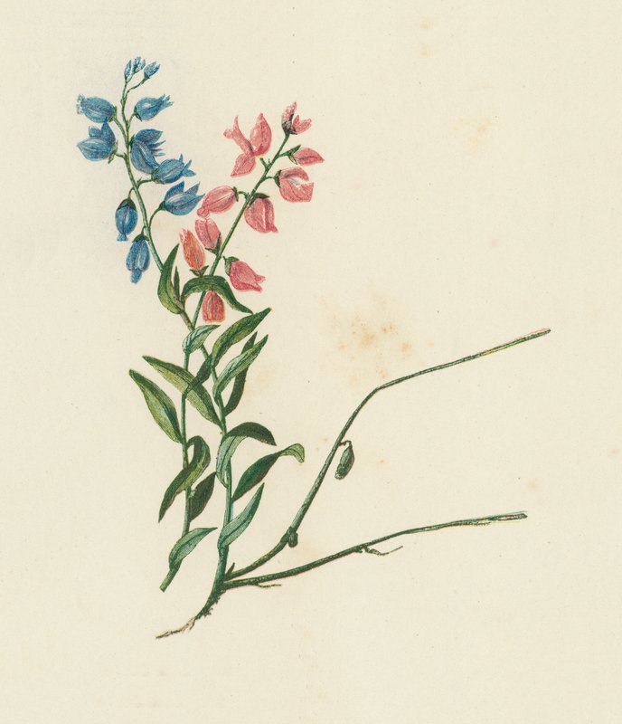 Erva-leiteira, Polygala Vulgaris (litografia a cores) de English School