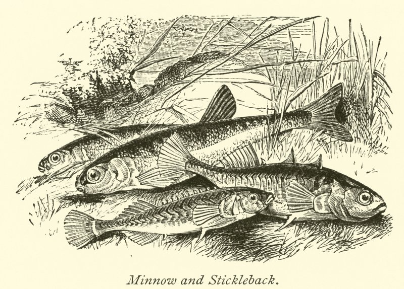 Minnow e Stickleback de English School