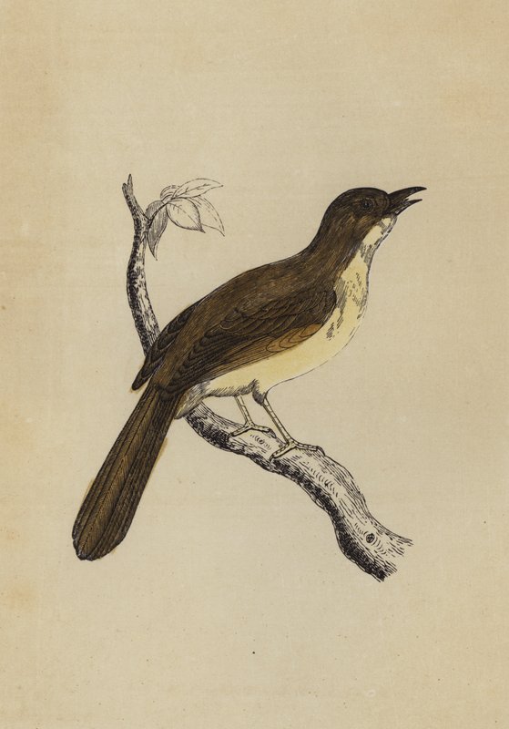 Mocking Bird (cor litho) de English School