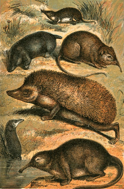 Mole, musaranho, elefante musaranho, ouriço, água musaranho e pirenaico desman de English School