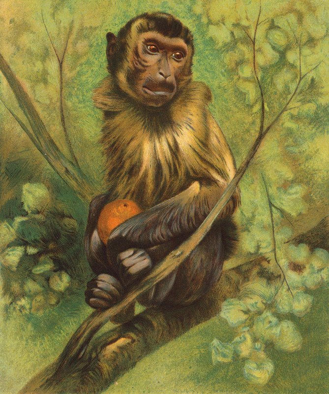Macaco (litografia a cores) de English School