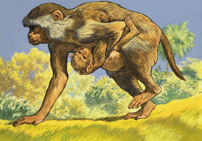 Macaco carregando um macaquinho de English School