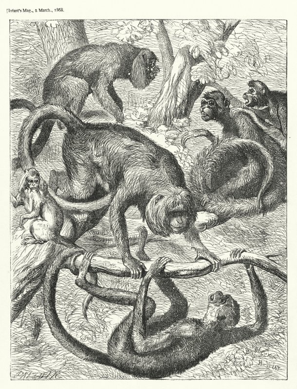 Macacos (gravura) de English School