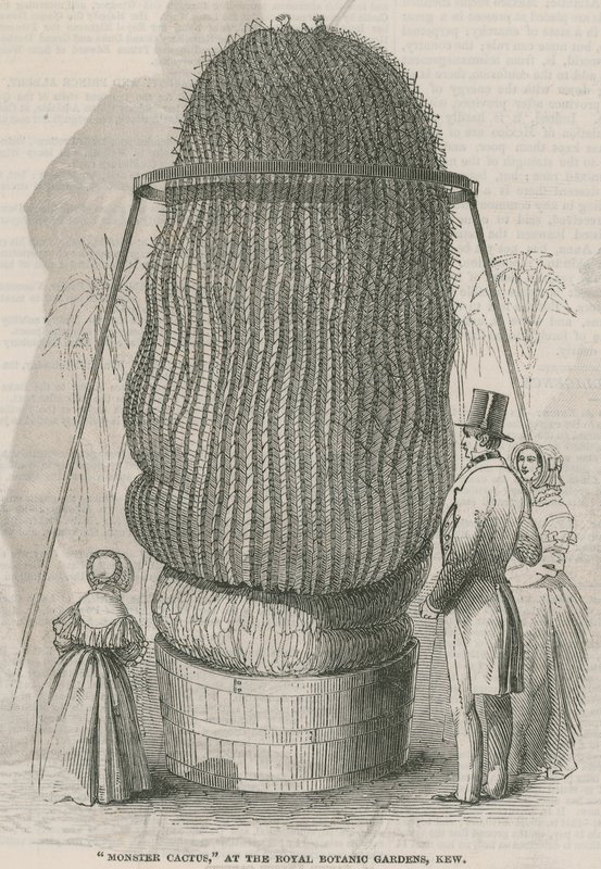 Cacto de monstro no Royal Botanic Gardens, Kew de English School