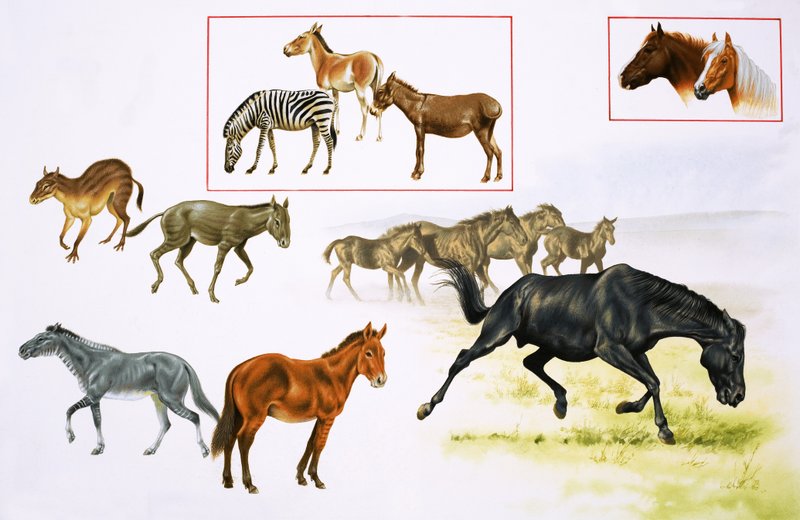 Montagem de cavalos e animais parecidos com cavalos de English School