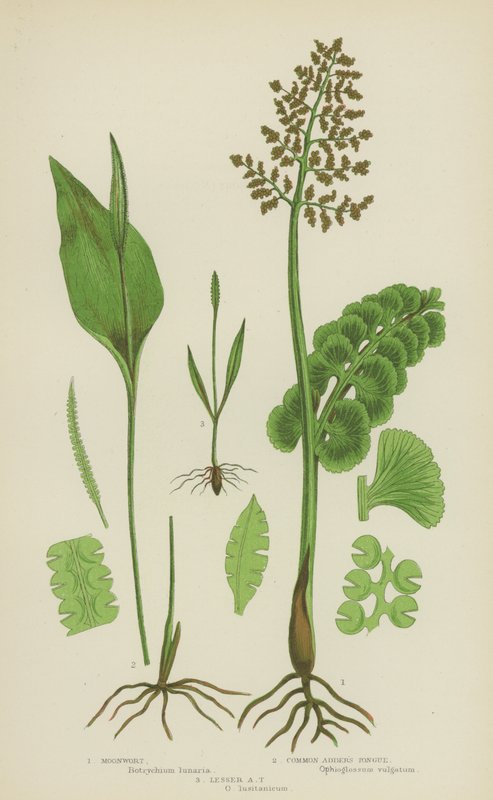 Moonwort, Língua de víbora comum, Língua de víbora menor (cor litho) de English School