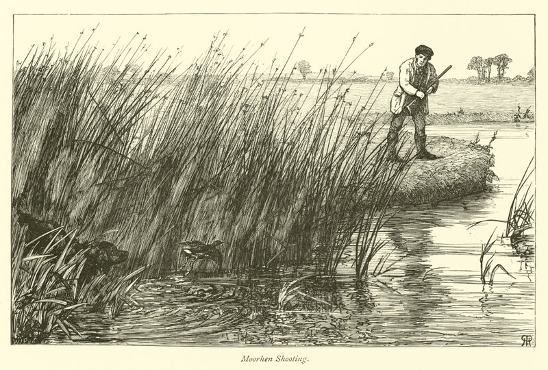 Moorhen tiro de English School