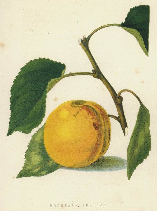 Moorpark Apricot de English School