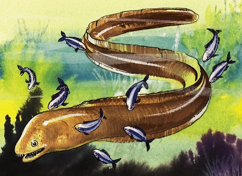 Moray Eel de English School