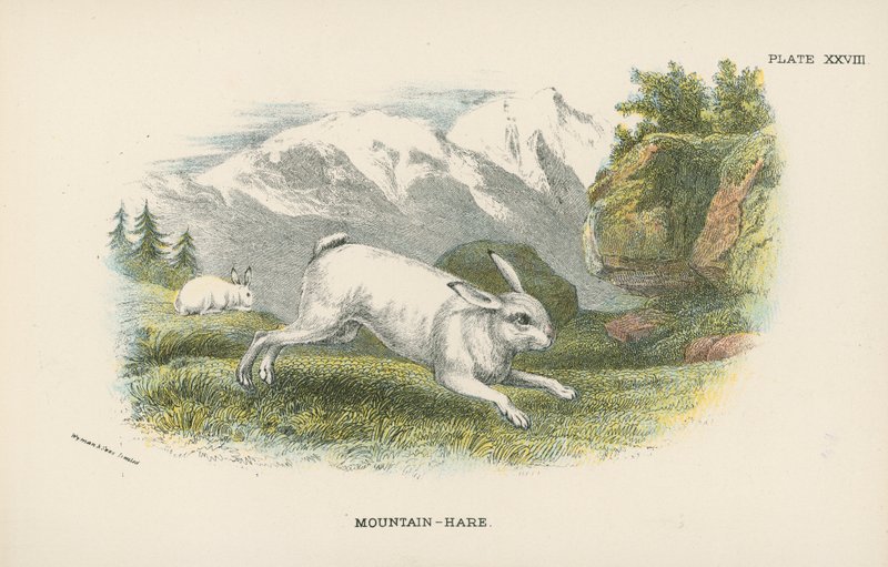Montanha-lebre de English School