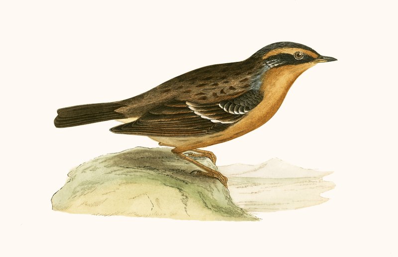 Mountain Accentor, ilustração de "Uma História das Aves da Europa Não Observadas nas Ilhas Britânicas", de Charles Robert Bree (1811-1886), publicada em 1867 de English School