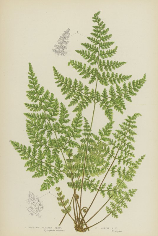Samambaia da montanha, samambaia alpina (cor litho) de English School