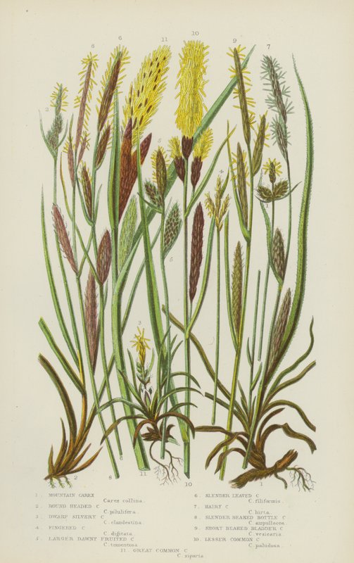 Carex montanhosa, Carex de cabeça redonda, Carex prateada anã, Carex de dedos, Carex de frutos grandes (litografia a cores) de English School