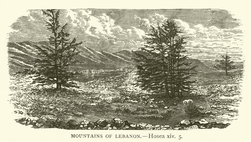 Montanhas do Líbano, Oséias, xiv, 5 (gravura) de English School