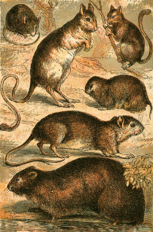 Rato, Jerboa, Rat, rato almiscarado, Dormouse e rato de campo de English School