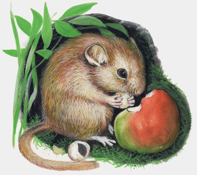 Rato mastigando maçã de English School