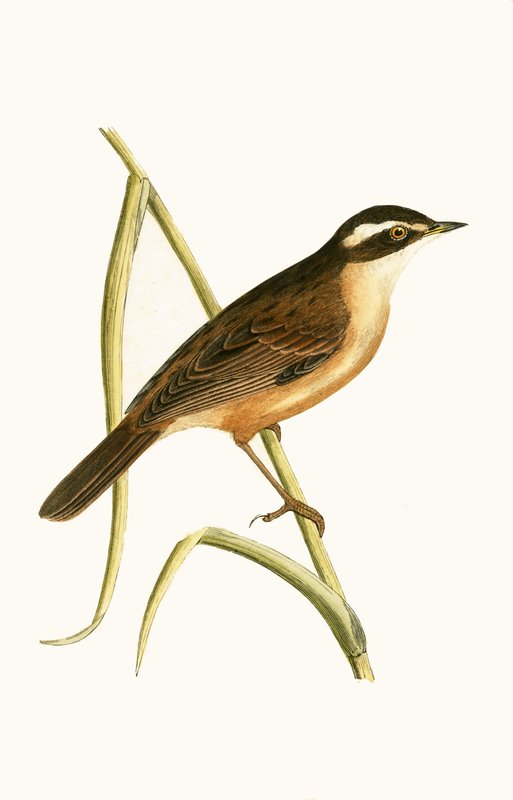 Toutinegra-do-bigode, ilustração de "Uma História das Aves da Europa Não Observadas nas Ilhas Britânicas", de Charles Robert Bree (1811-1886), publicada em 1867 de English School