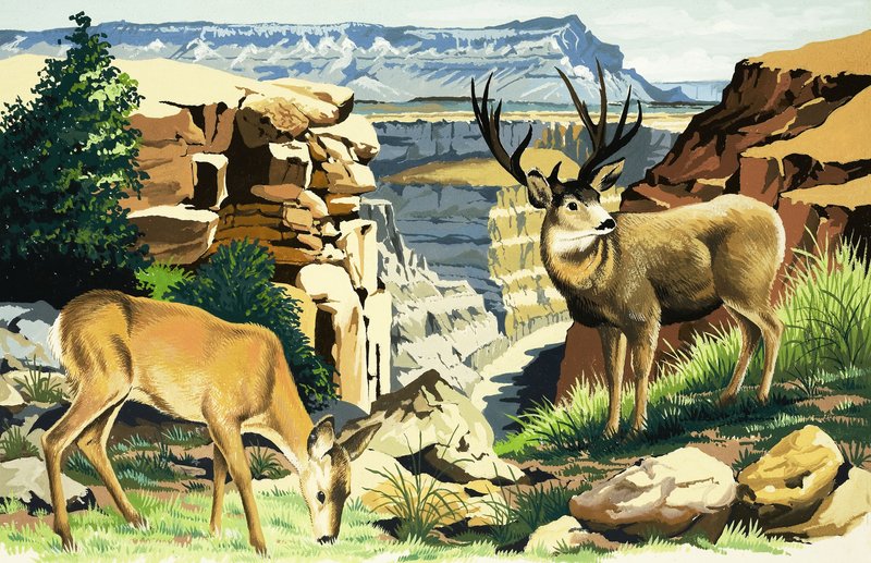 Veado-mula no Parque Nacional do Grand Canyon de English School