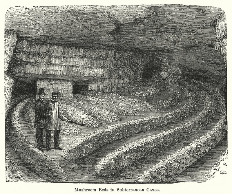 Camas de Cogumelos em Grutas Subterrâneas (gravura) de English School