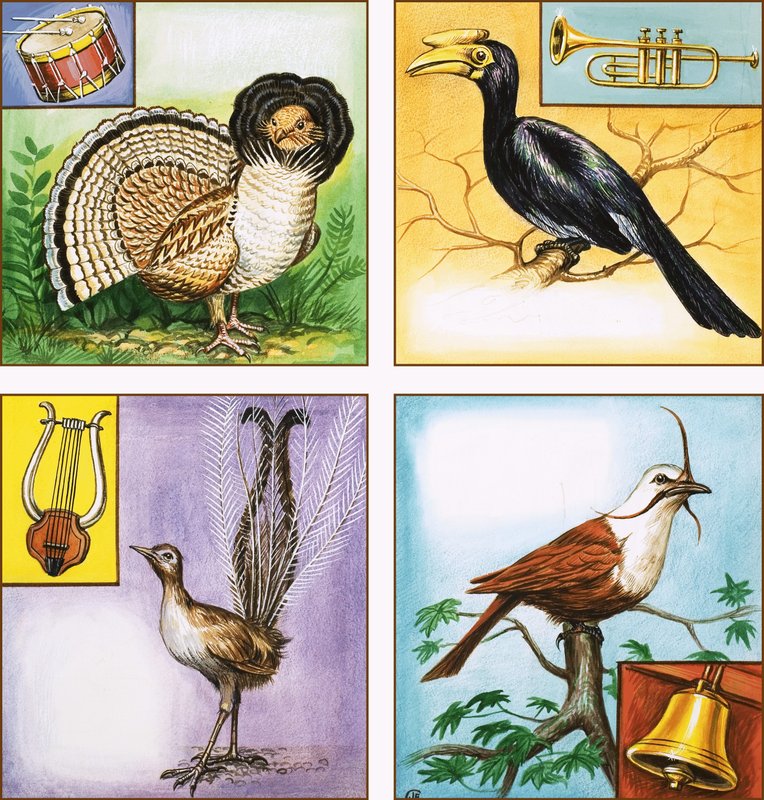 Aves de instrumentos musicais de English School
