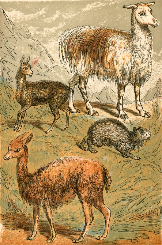 Veado-almiscarado, Lhama, Vicunia e Sooty Paca de English School