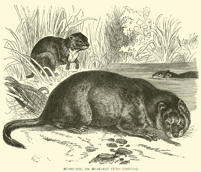 Musquash, ou Musk-rat, Fiber zibethicus de English School
