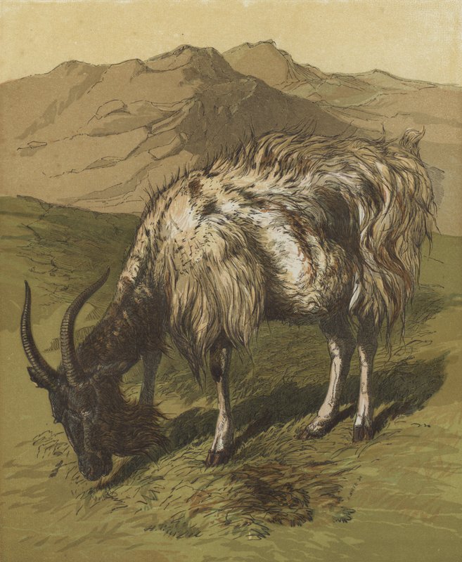 O meu Billygoat (litografia a cores) de English School
