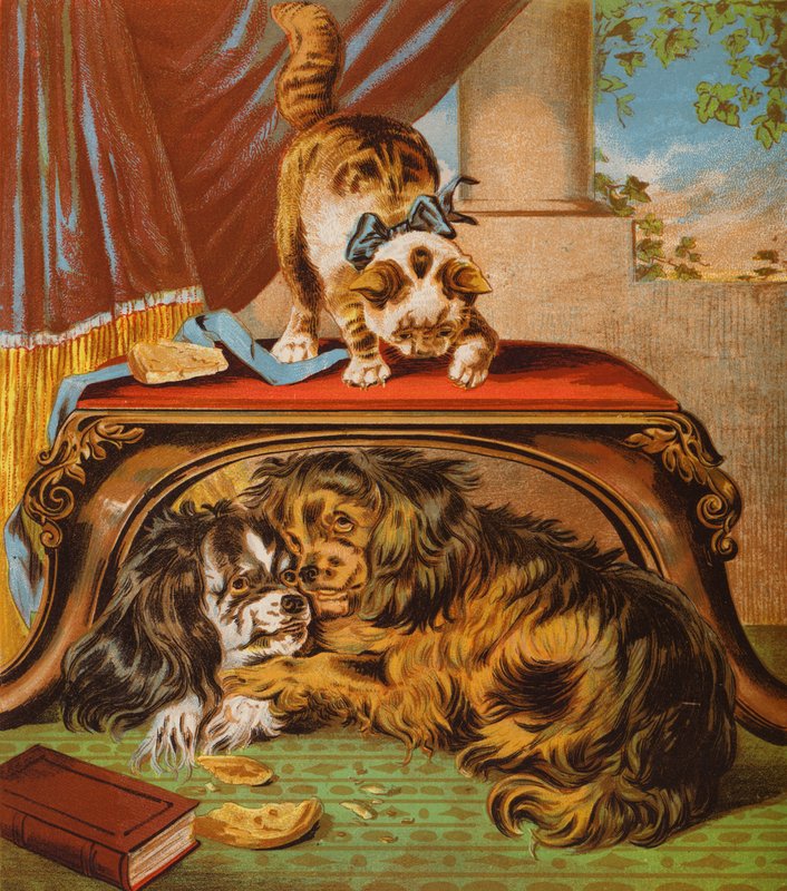 O meu gatinho (litografia a cores) de English School