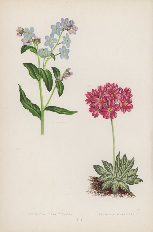 Myosotis Dissitiflora; Primula Farinosa (colour litho) de English School