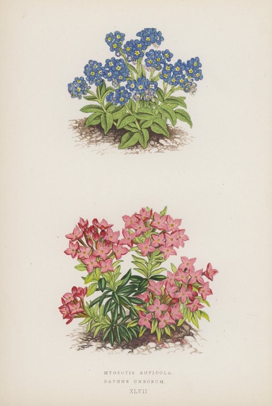 Myosotis Rupicola; Daphne Cneorum (litografia a cores) de English School