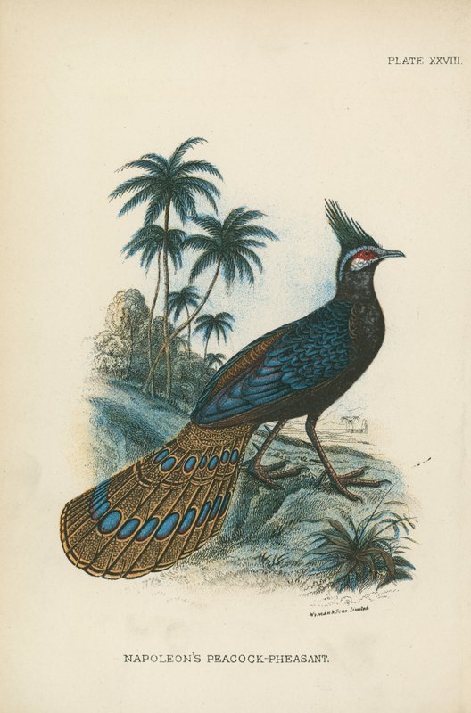 Faisão de Pavão de Napoleão de English School