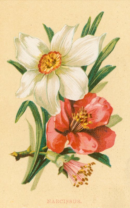 Narciso de English School