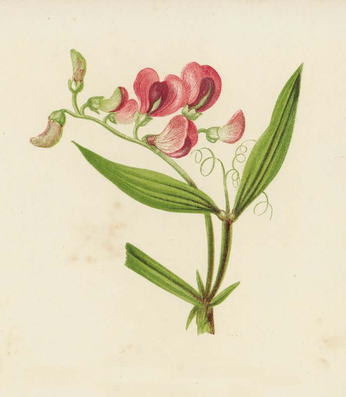 Ervilha Ervilha Eterna, Lathyrus Sylvestris (cor litho) de English School