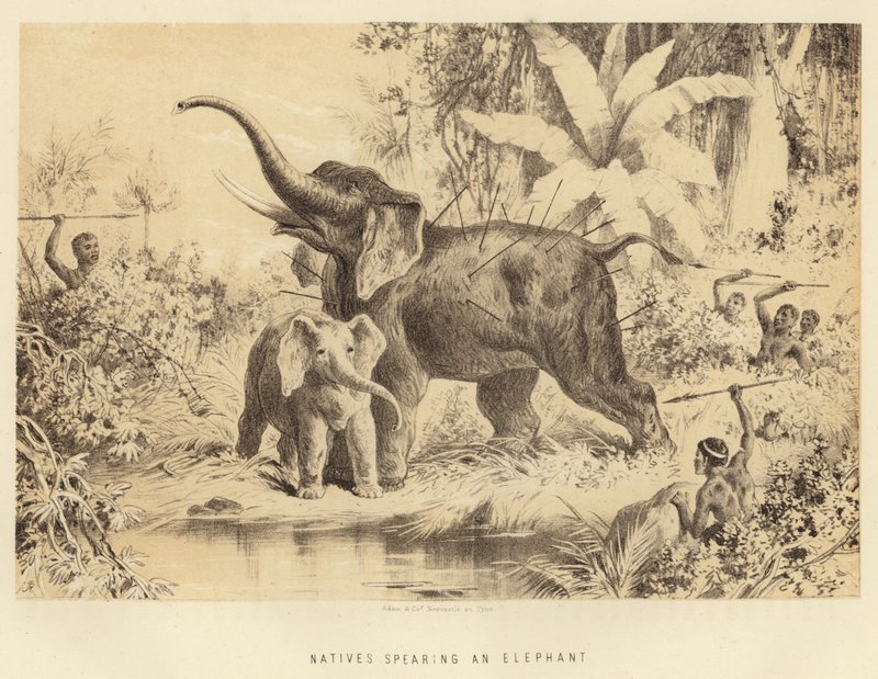 Nativos, spearing, um, elefante de English School