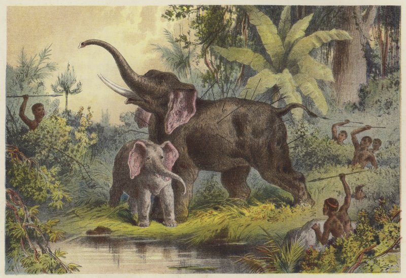 Nativos, spearing, um, elefante de English School