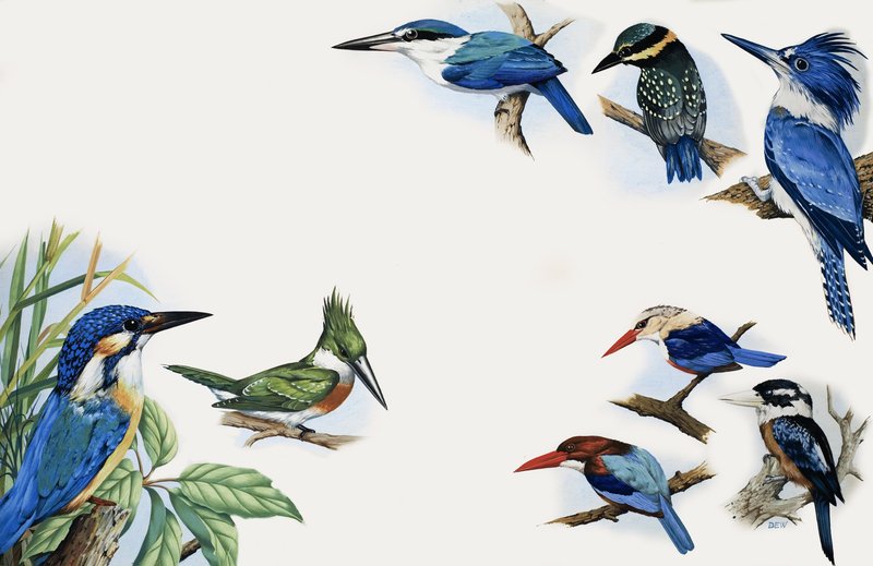 O reino da natureza: um flash de cor de English School