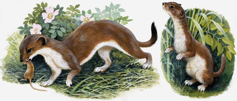 O reino da natureza: os caçadores da nossa ilha de English School