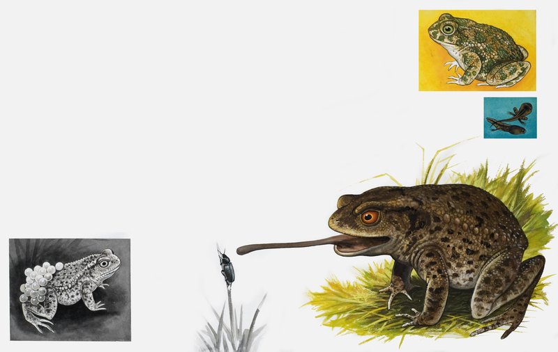 O reino da natureza: Sapos - Liso e Paciente de English School