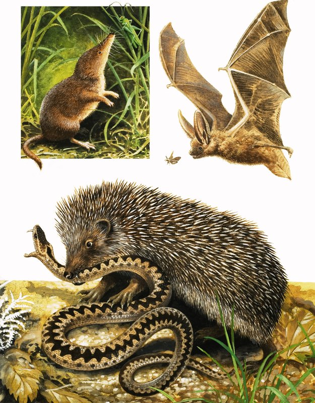 Reino da natureza: sob a capa do escuro de English School